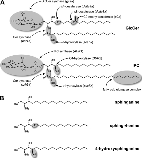 FIGURE 1.