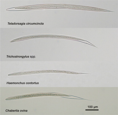 Figure 4.3