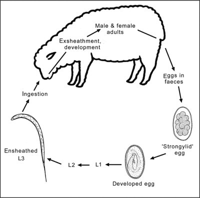 Figure 4.1