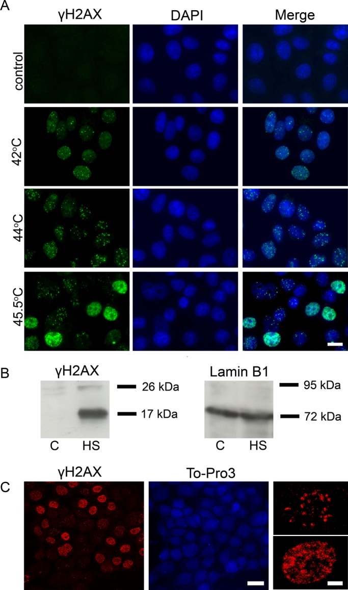 FIGURE 1: