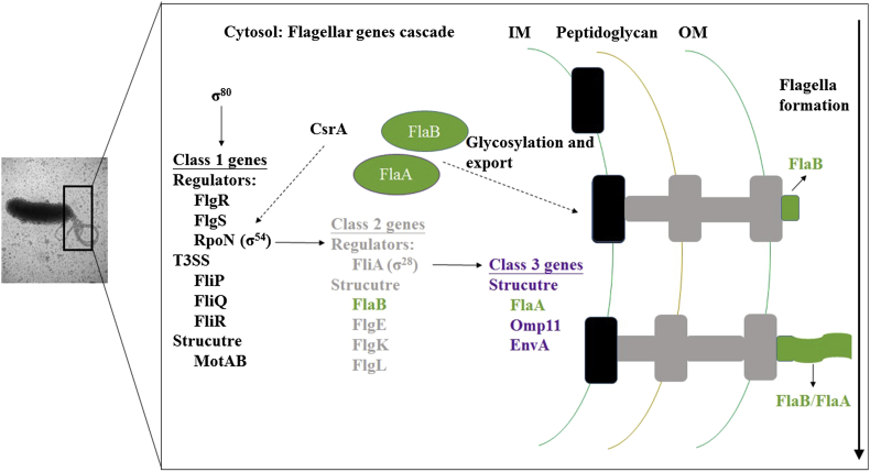 Fig. 2