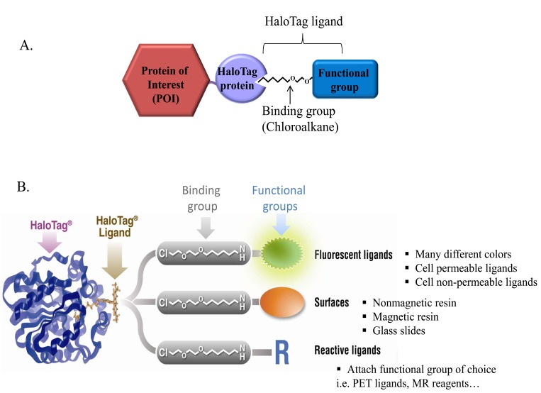 Fig. (1). Multiple functionalities of the HaloTagTM Technology.