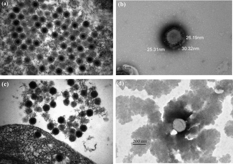 Fig. 7.