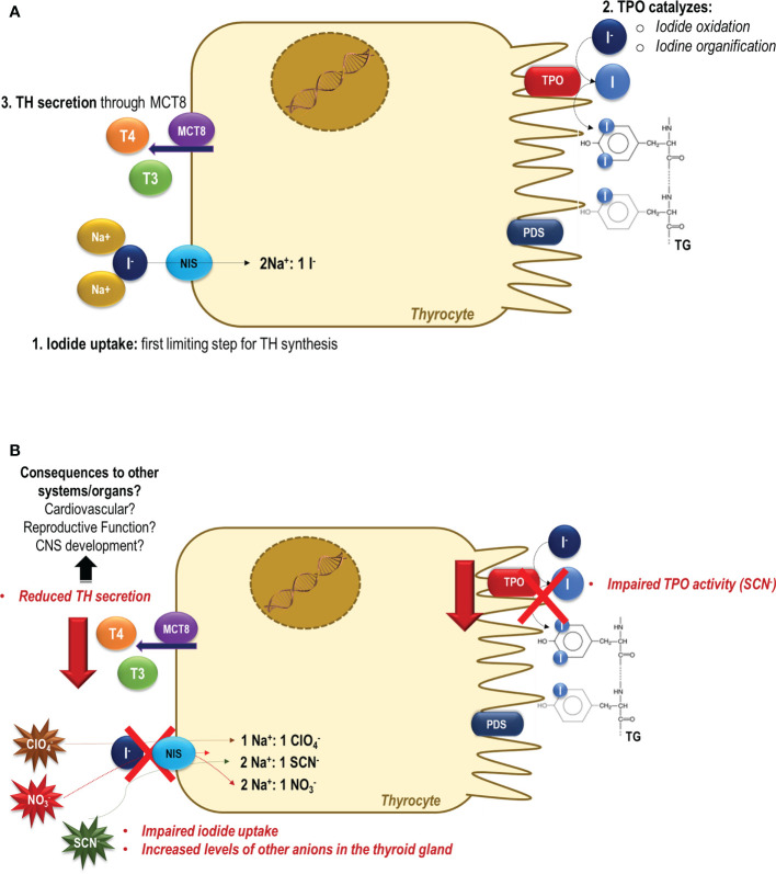 Figure 1