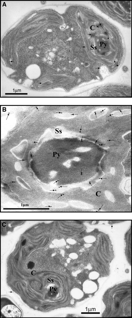 Figure 9.