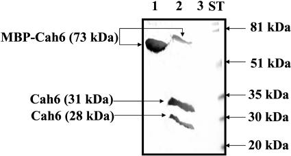 Figure 6.