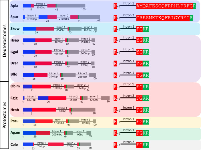 Figure 2—figure supplement 1.