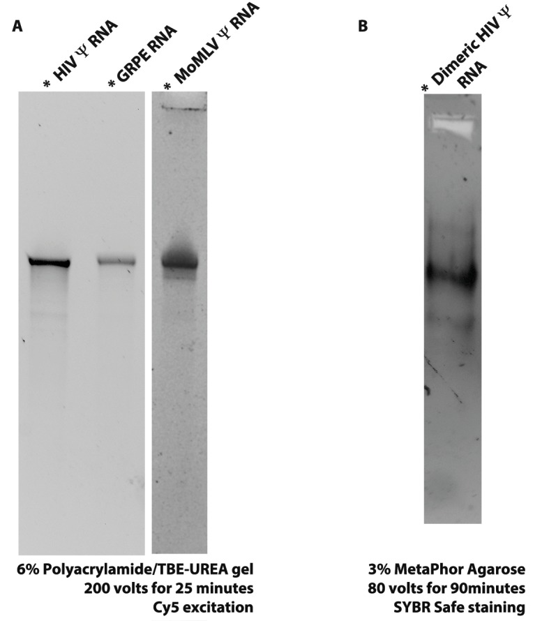 Figure 1—figure supplement 1.