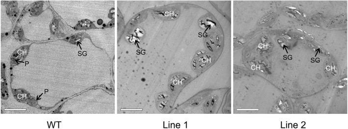 Fig. 8