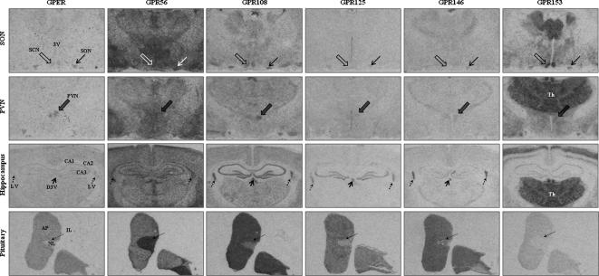 G protein-coupled receptors in the hypothalamic paraventricular and ...