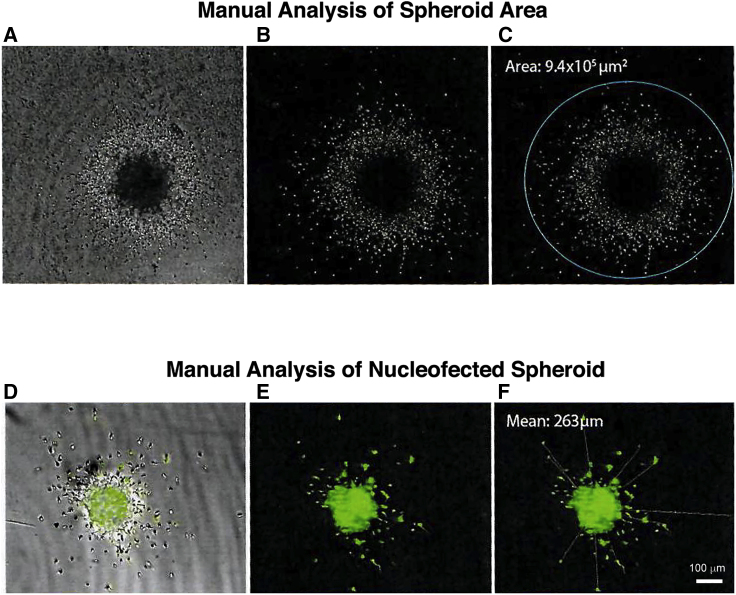 Figure 4