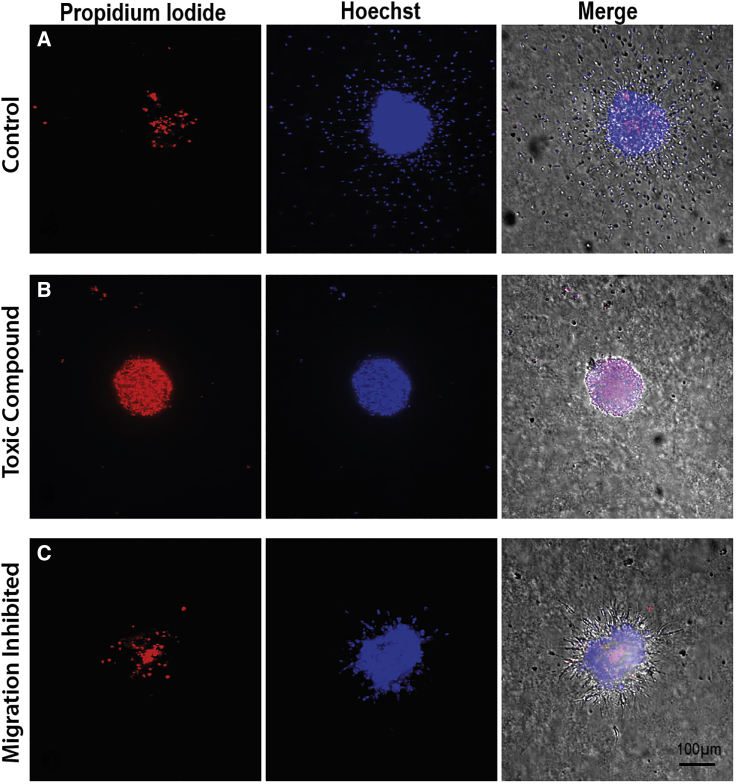 Figure 2