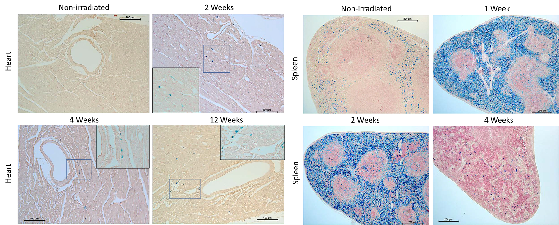 Fig 2.