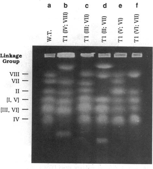 graphic file with name pnas00283-0259-a.jpg