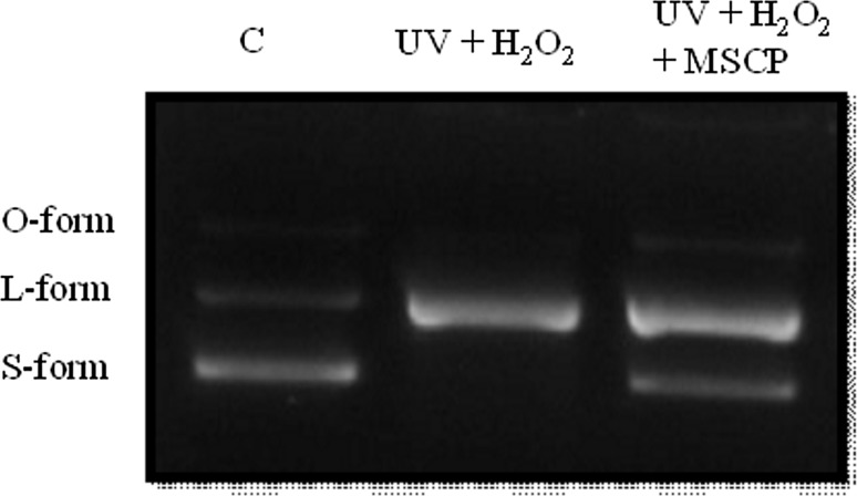 Fig. 5