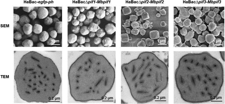 Fig. 6