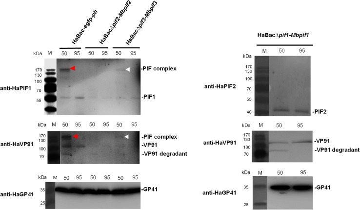 Fig. 7