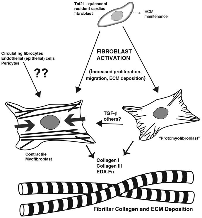 Fig 1.