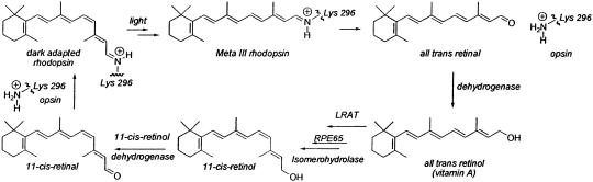 Scheme 1.