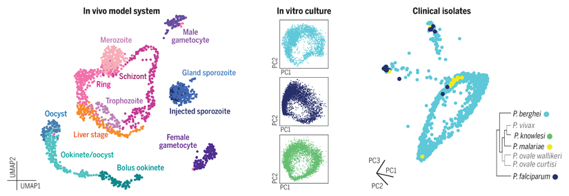 Single-cell RNA-seq references for the Plasmodium genus.