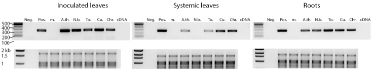 Figure 6