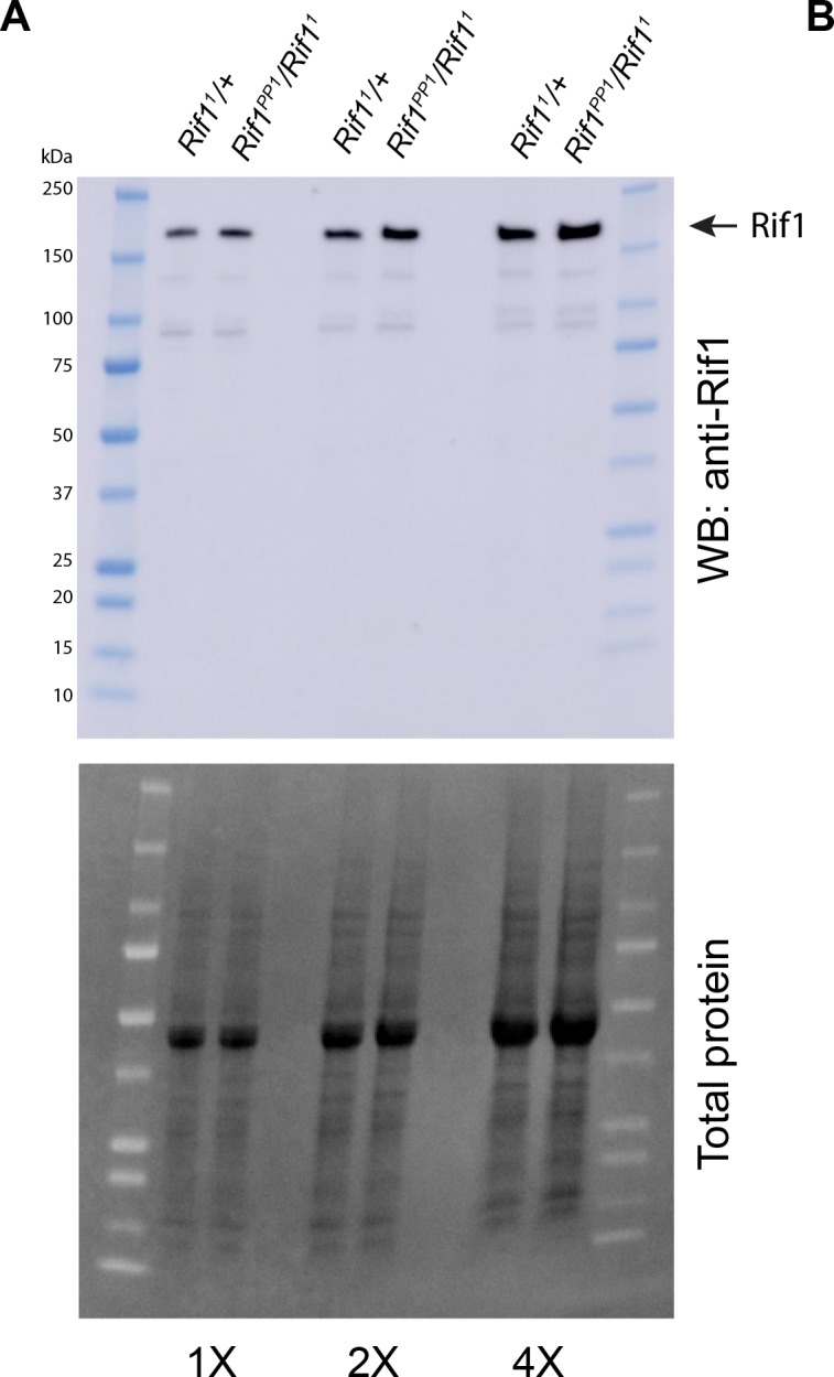 Figure 7—figure supplement 1.