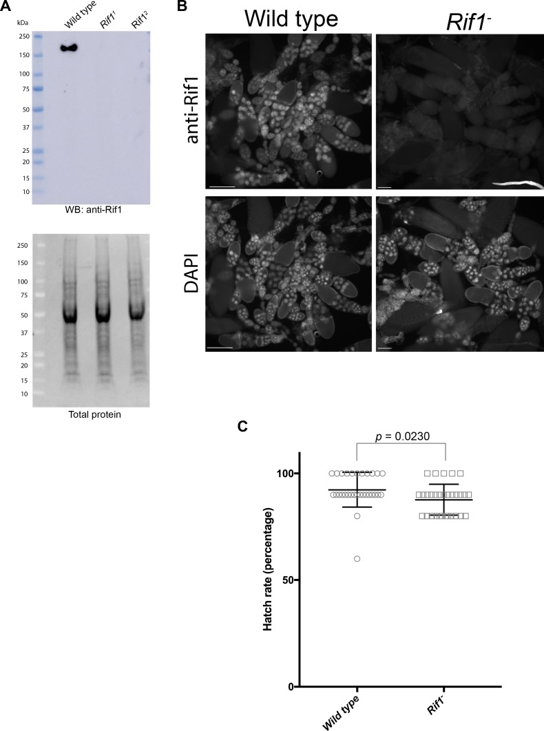 Figure 2—figure supplement 2.