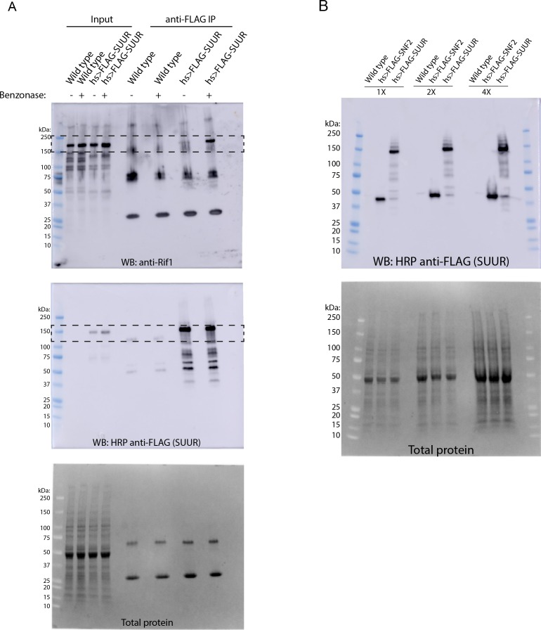 Figure 2—figure supplement 1.