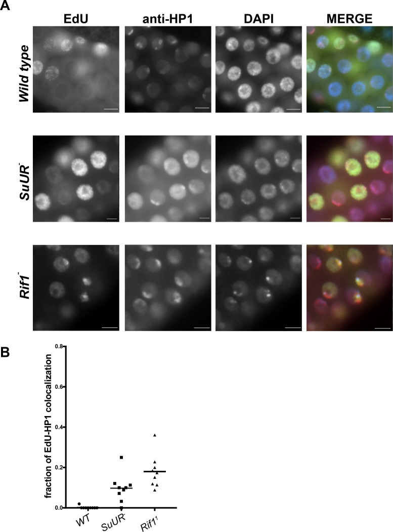 Figure 3—figure supplement 2.