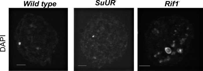 Figure 3—figure supplement 3.