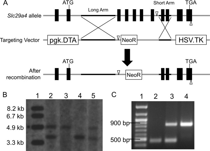 FIGURE 3.