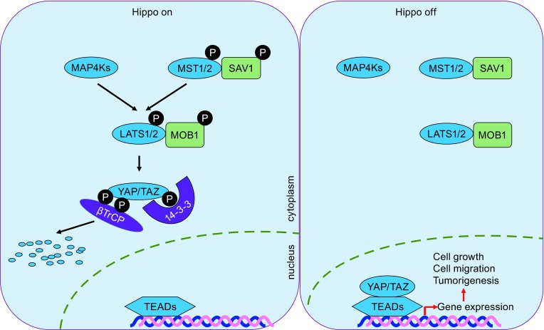 Figure 1