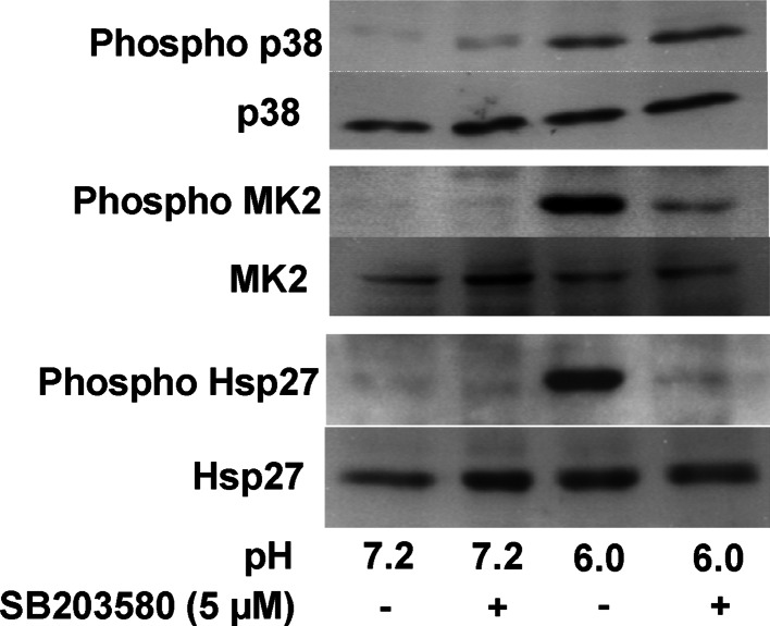 Fig. 7