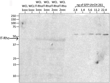 Figure 1—figure supplement 2.