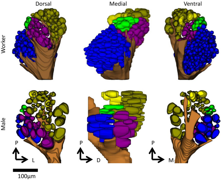 FIGURE 4