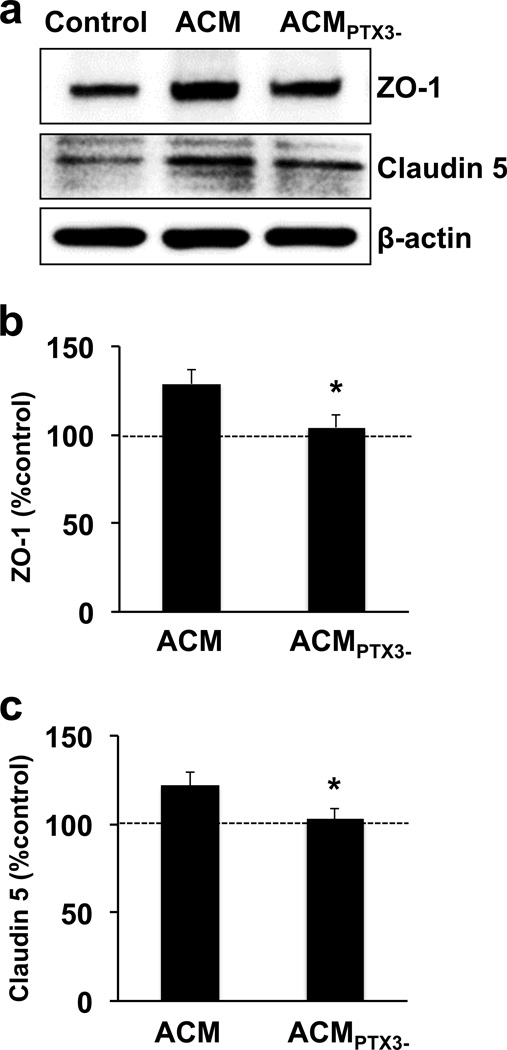 Astrocyte-derived pentraxin 3 supports blood-brain barrier integrity ...