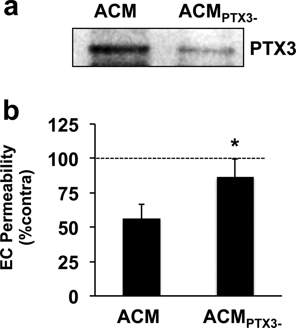 Astrocyte-derived pentraxin 3 supports blood-brain barrier integrity ...