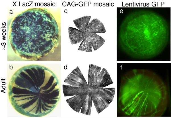 Fig. 19.4