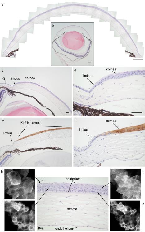 Fig. 19.1