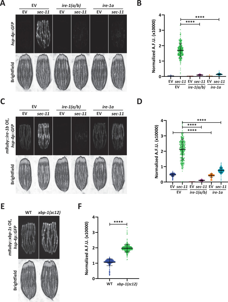 Figure 5—figure supplement 1.