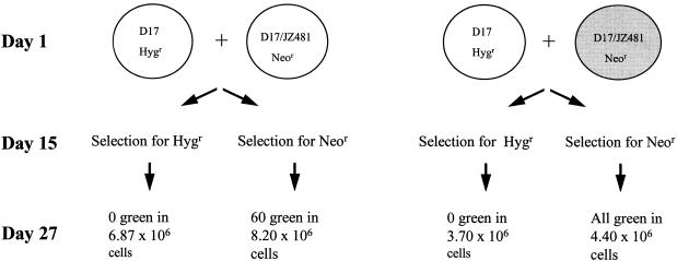 FIG. 6