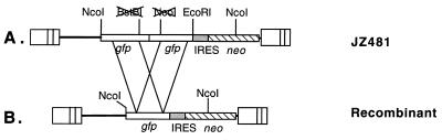 FIG. 1