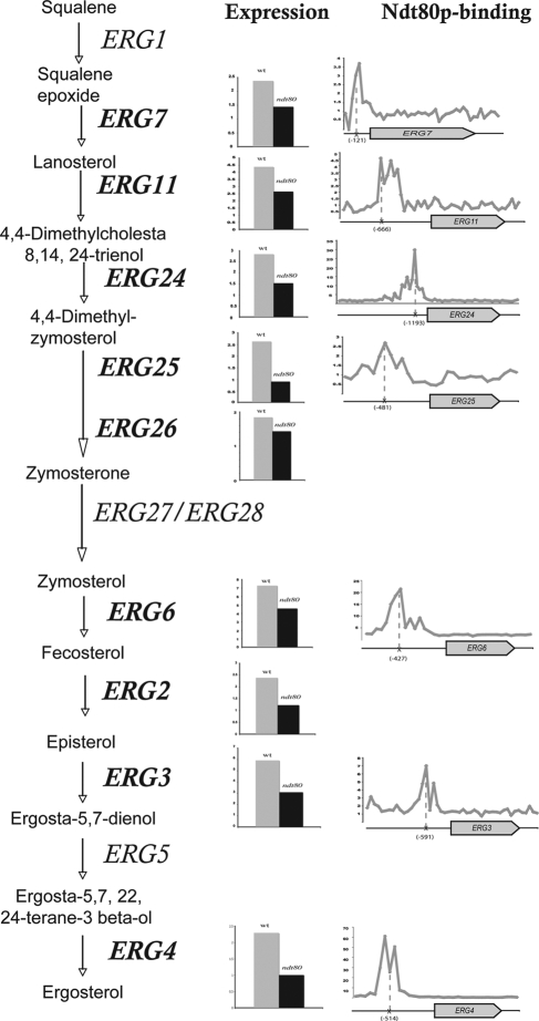 FIG. 5.