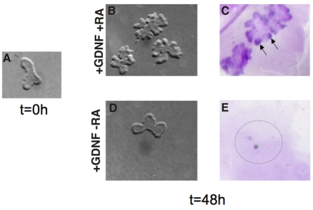 Fig. 4.