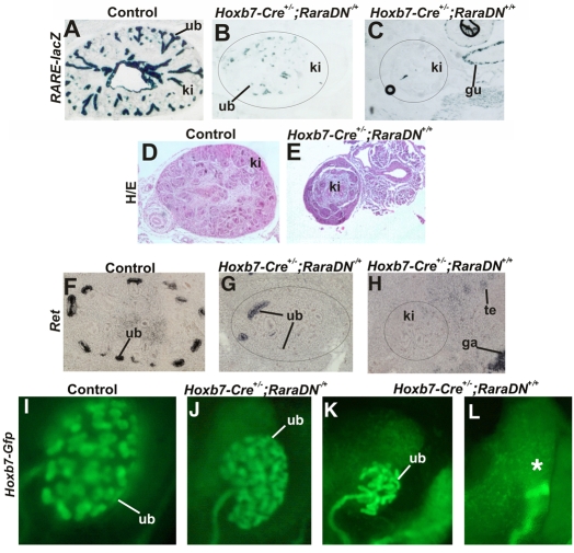 Non-cell-autonomous retinoid signaling is crucial for renal development ...