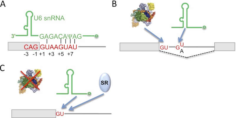 Figure 2.