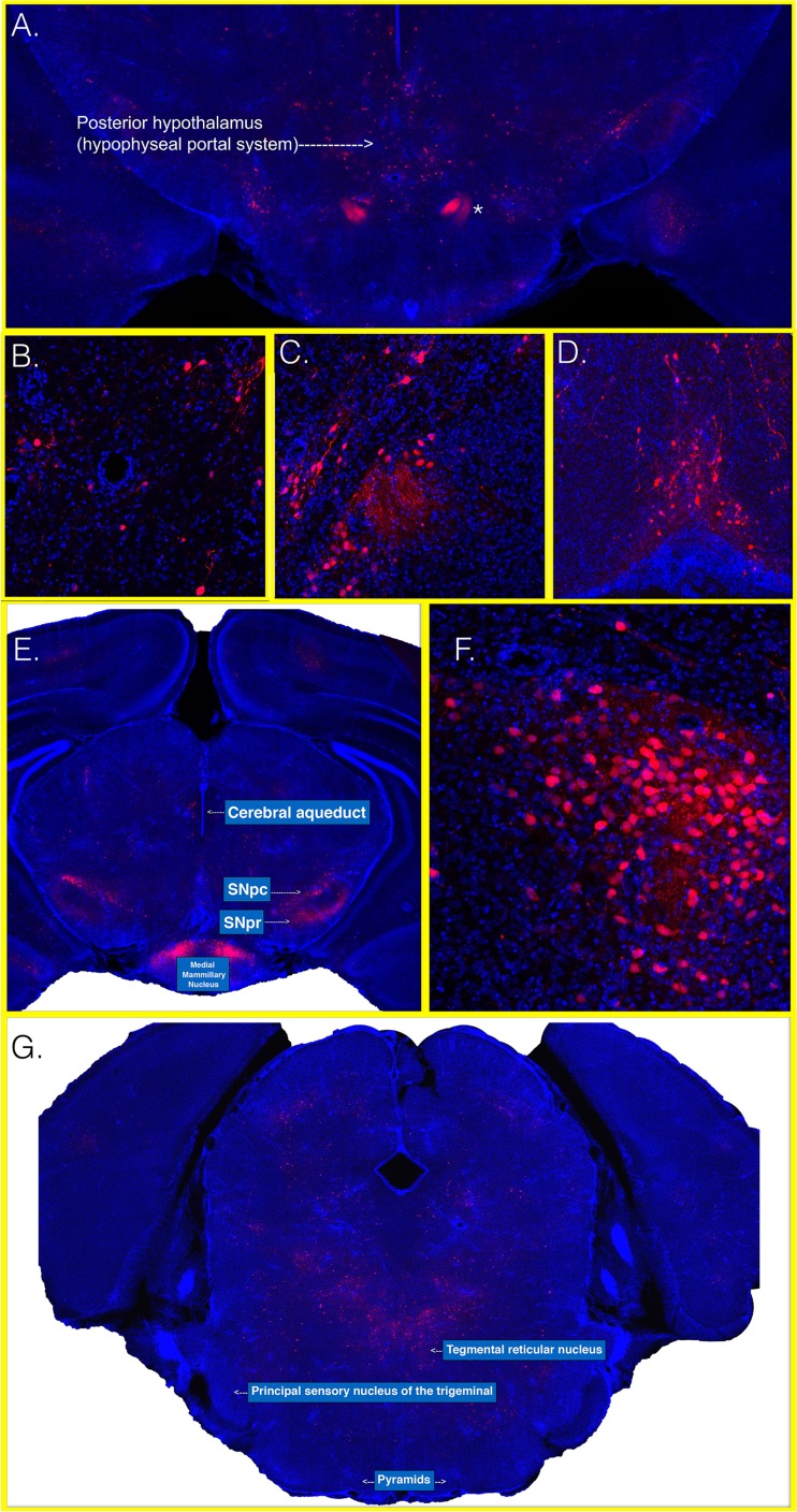 FIG 6