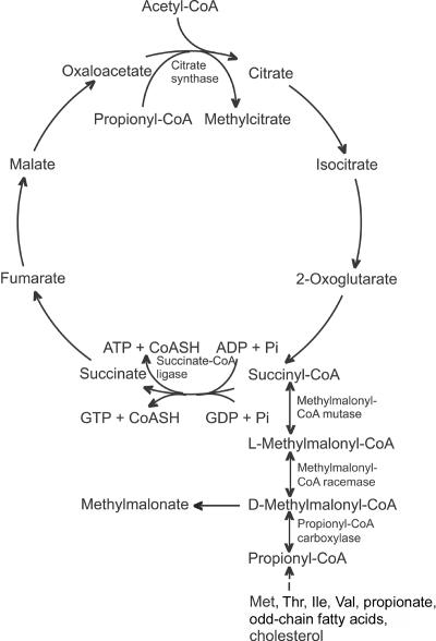 Figure  3. 