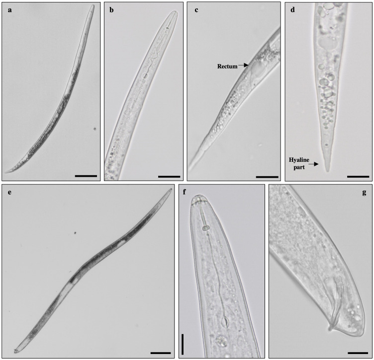 Root-knot nematode assessment: species identification, distribution ...