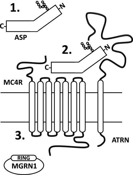 FIGURE 1.